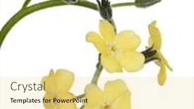  Presentation with forget - PPT theme with light-yellow-forget background and a blonde colored foreground