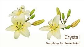  Presentation with lily flower - Slide deck with light yellow lily flower cluster isolated on white background background and a cream colored foreground