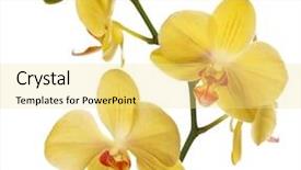  Presentation with beautiful orchid flowers - PPT theme having light yellow orchid flowers isolated background and a blonde colored foreground