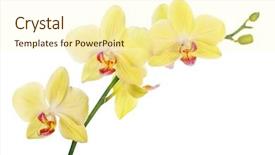 Presentation with white flowers - Presentation theme featuring light yellow orchid flowers isolated background and a cream colored foreground