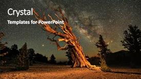  Presentation with pine forest - PPT theme with lightpainted bristlecone pine tree background and a dark gray colored foreground