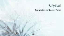  Presentation with amsterdam historical beautiful view - Presentation consisting of fluff - beautiful dandelion with seeds macro background and a sky blue colored foreground