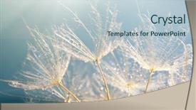  Presentation with amsterdam historical beautiful view - Amazing presentation theme having fluff - beautiful dandelion with seeds macro backdrop and a lemonade colored foreground