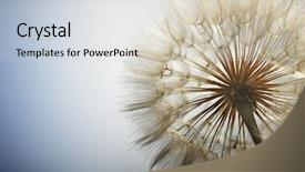  Presentation with dandelion - Presentation theme having big dandelion on a blue background background and a lemonade colored foreground