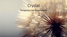  Presentation with dandelion - Audience pleasing presentation consisting of big dandelion on a blue background backdrop and a lemonade colored foreground