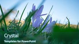  Presentation with forest fantacy - Theme consisting of lila - autumn crocus in forest background and a ocean colored foreground