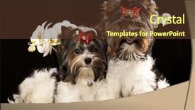  Presentation with orchid - Slide set having lila - biewer yorkshire terrier and flower background and a tawny brown colored foreground