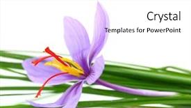  Presentation with saffron flower - Cool new presentation with lila - close up of saffron flower backdrop and a white colored foreground