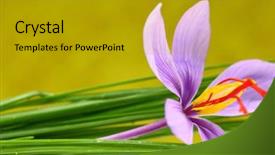  Presentation with saffron flower - Beautiful presentation theme featuring lila - close up of saffron flower backdrop and a  colored foreground