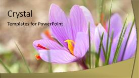  Presentation with saffron - Slides having lila - close up of saffron flowers background and a coral colored foreground