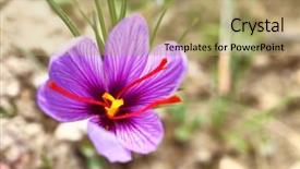  Presentation with saffron - Audience pleasing theme consisting of lila - close up of saffron flowers backdrop and a coral colored foreground