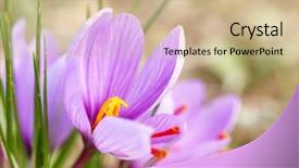  Presentation with saffron - PPT theme with lila - close up of saffron flowers background and a  colored foreground