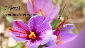  Presentation with saffron - Slides featuring lila - close up of saffron flowers background and a coral colored foreground