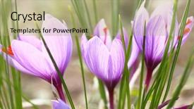  Presentation with saffron - Cool new presentation theme with lila - close up of saffron flowers backdrop and a mint green colored foreground