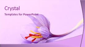  Presentation with purple flowers - Presentation design having lila - close up of saffron flowers background and a pink colored foreground
