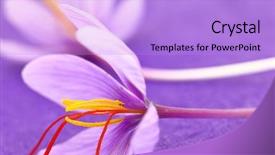  Presentation with saffron - Audience pleasing presentation theme consisting of lila - close up of saffron flowers backdrop and a light blue colored foreground