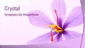  Presentation with saffron - Colorful presentation theme enhanced with lila - close up of saffron flowers backdrop and a pink colored foreground