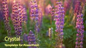  Presentation with wild flower in field of daisies - Beautiful PPT layouts featuring lila - lupine flowers background field backdrop and a tawny brown colored foreground