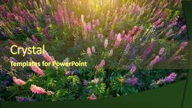  Presentation with flowers - PPT layouts having lila - lupine flowers background field background and a tawny brown colored foreground