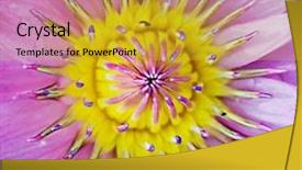  Presentation with leaves - PPT theme having lila - pink exotic flower macro background and a  colored foreground