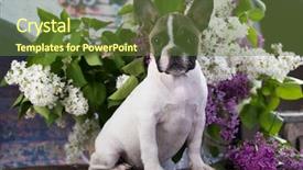  Presentation with puppy - Presentation theme featuring lila - puppy of the french bulldog background and a tawny brown colored foreground