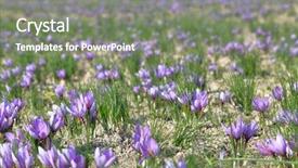  Presentation with saffron - PPT theme enhanced with lila - saffron flowers in a field background and a gray colored foreground