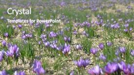  Presentation with saffron - Amazing slides having lila - saffron flowers in a field backdrop and a gray colored foreground