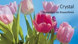  Presentation with blue tulip - Colorful PPT layouts enhanced with lila - tulip with blue background backdrop and a light blue colored foreground