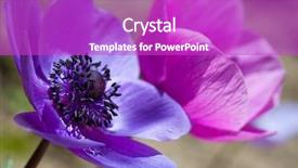  Presentation with ultra techonology violet - Cool new theme with lila - violet meadow s phlox flowers backdrop and a  colored foreground