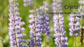 Presentation with lupines - Presentation theme enhanced with lila - wild lupines background and a gold colored foreground