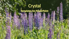  Presentation with lupines - Presentation design enhanced with lila - wild lupines background and a tawny brown colored foreground