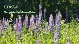 Presentation with lupines - Slide deck enhanced with lila - wild lupines background and a wine colored foreground