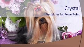  Presentation with spring flowers on textured - Cool new presentation theme with lila - yorkshire terrier and flowers spring backdrop and a sky blue colored foreground