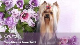  Presentation with spring - Amazing slides having lila - yorkshire terrier and flowers spring backdrop and a violet colored foreground