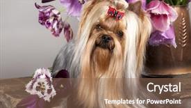  Presentation with spring flowers on textured - Colorful slides enhanced with lila - yorkshire terrier and flowers spring backdrop and a violet colored foreground