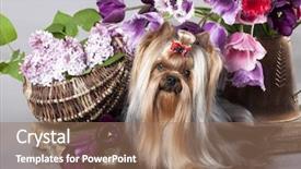  Presentation with spring flowers on textured - Cool new PPT theme with lila - yorkshire terrier and flowers spring backdrop and a coral colored foreground