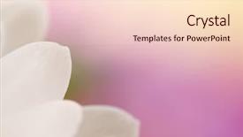  Presentation with lotus flower white water lily - PPT theme featuring lila and white flower details background and a lemonade colored foreground