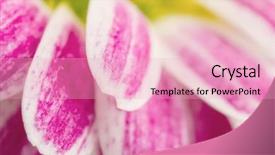  Presentation with flower - Cool new PPT layouts with lila and white flower details backdrop and a  colored foreground