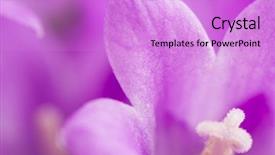  Presentation with lotus flower white water lily - Slide deck enhanced with easter background pink tulips on wooden table quail eggs nest top view background and a coral colored foreground