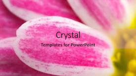  Presentation with lotus flower white water lily - Beautiful slide deck featuring lila and white flower details backdrop and a  colored foreground