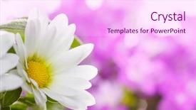  Presentation with flower - Cool new PPT theme with lila and white flower details backdrop and a pink colored foreground