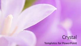  Presentation with lotus flower white water lily - Beautiful slide set featuring lila and white flower details backdrop and a  colored foreground