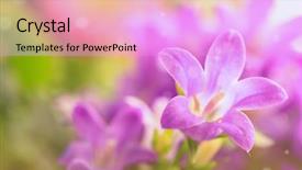  Presentation with lily lotus flower water - Presentation theme consisting of lila flower details real photographs background and a lavender colored foreground