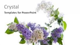  Presentation with isolation - Cool new presentation design with lilac bouquets isolation on the white backdrop and a white colored foreground