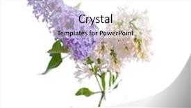  Presentation with isolation - Presentation theme enhanced with lilac bouquets isolation on the white background and a white colored foreground