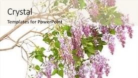  Presentation with lotus flower white water lily - Audience pleasing PPT layouts consisting of lilac branch on a white backdrop and a lemonade colored foreground