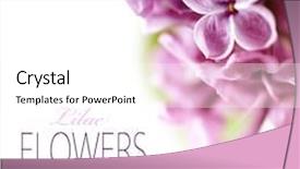  Presentation with sample - Colorful PPT layouts enhanced with lilac branch on a white background with sample text backdrop and a white colored foreground