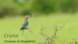  Presentation with branch - Colorful slide deck enhanced with lilac-breasted-roller-coracias-caudatus backdrop and a yellow colored foreground