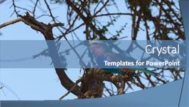  Presentation with tree - Colorful PPT theme enhanced with lilac-breasted-roller-coracias-caudatus backdrop and a teal colored foreground