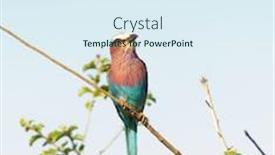  Presentation with sky blue - Audience pleasing presentation theme consisting of lilac-breasted-roller-coracias-caudatus backdrop and a sky blue colored foreground